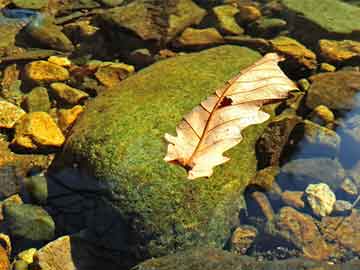 澳門(mén)王中王彩票預(yù)測(cè)，揭秘期期準(zhǔn)確的秘密，澳門(mén)王中王彩票預(yù)測(cè)揭秘，期期準(zhǔn)確的秘密大揭秘