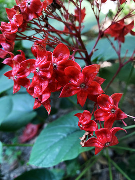 狀元紅網(wǎng)，揭秘4987精準(zhǔn)資料的秘密，狀元紅網(wǎng)揭秘，精準(zhǔn)資料4987背后的秘密