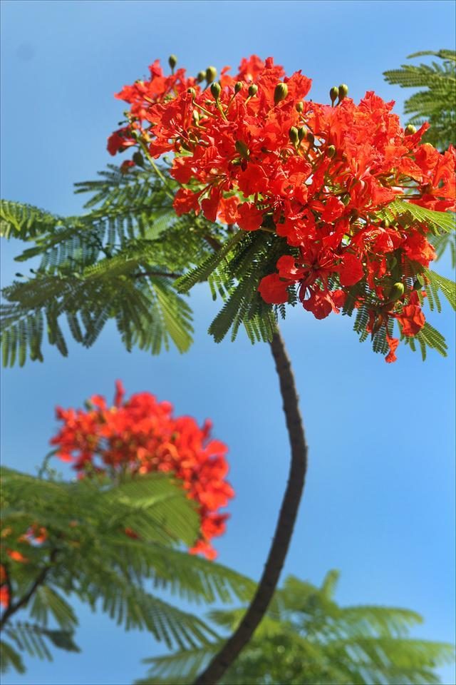 狀元紅，揭秘4987最準(zhǔn)最快的秘密武器，狀元紅，揭秘最準(zhǔn)最快的秘密武器 4987