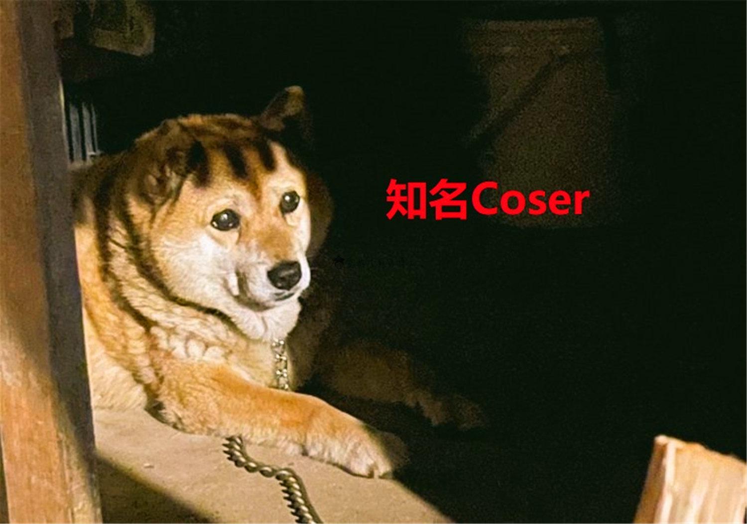 豬狗同行王中王，猜一肖，深度解析與SEO優(yōu)化，豬狗同行王中王猜謎解析與SEO優(yōu)化技巧，深度解析揭秘生肖之謎