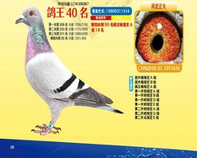 王中王四馬一肖，探尋背后的故事與奧秘，王中王四馬一肖，背后的故事與奧秘探尋