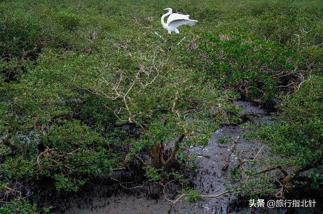 茂密森林中的王者——探尋王中王一肖的神秘魅力，森林王者揭秘，一肖的神秘魅力探尋