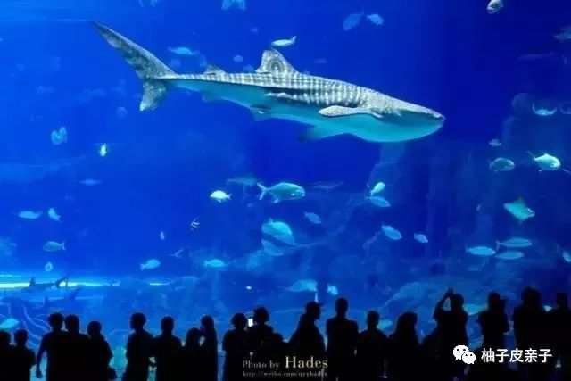 新澳門(mén)一碼一肖，揭秘深湖覓鯨的奧秘與精確性，揭秘深湖覓鯨奧秘，新澳門(mén)一碼一肖的精確探尋之旅