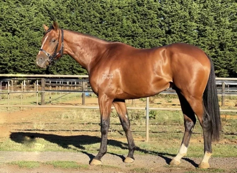 今晚澳門特馬開什么？今晚四不像的探討，今晚澳門特馬開彩結(jié)果及四不像探討