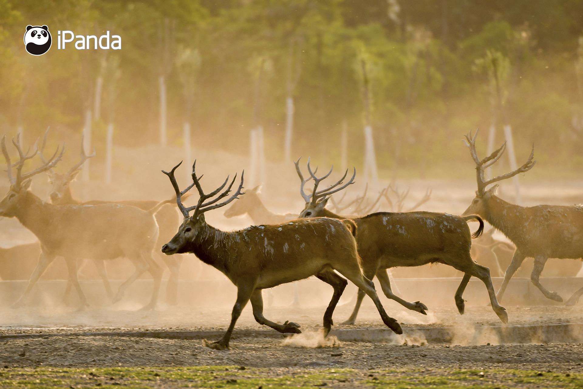 澳門今晚開特馬四不像圖——深度解析與預(yù)測(cè)，澳門特馬四不像圖深度解析與今晚開彩預(yù)測(cè)