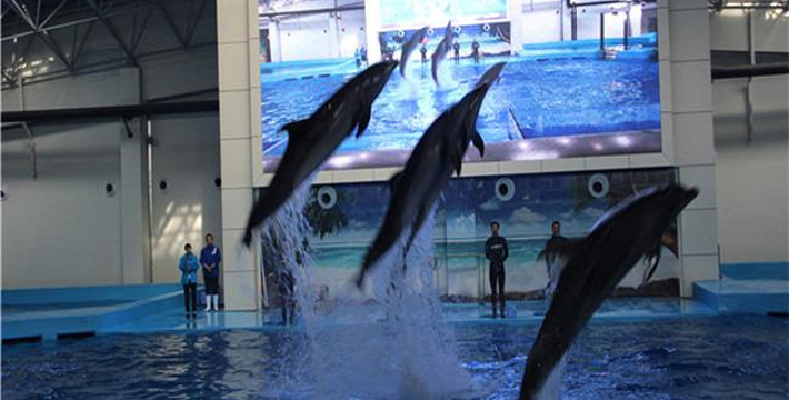 合肥海洋館門票價格詳解，合肥海洋館門票價格全面解析
