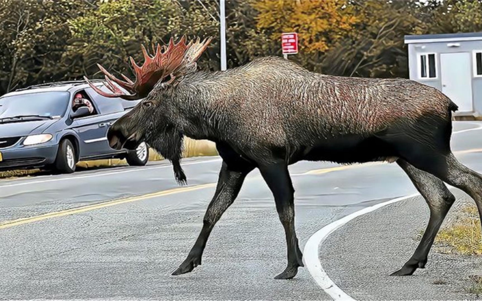 四不像正版資料的探索與解析，四不像正版資料的深度探索與解析