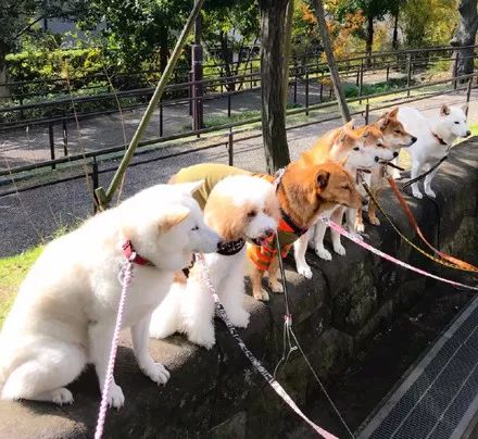 澳門一碼一肖一待一中四不像——揭開神秘面紗下的真相，澳門神秘事件揭秘，一碼一肖一待一中四不像真相探索