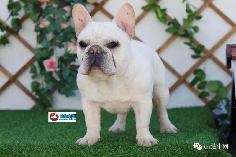 新澳門一碼一肖一待一中四不像的奧秘與探索，澳門一碼一肖一待一中四不像奧秘揭秘與探索