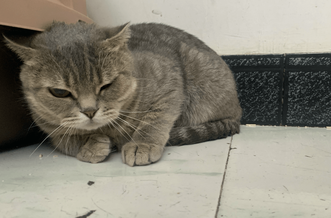 澳門一碼一肖一待一中四不像，探索與解析，澳門一碼一肖一待一中四不像，深度解析與探索