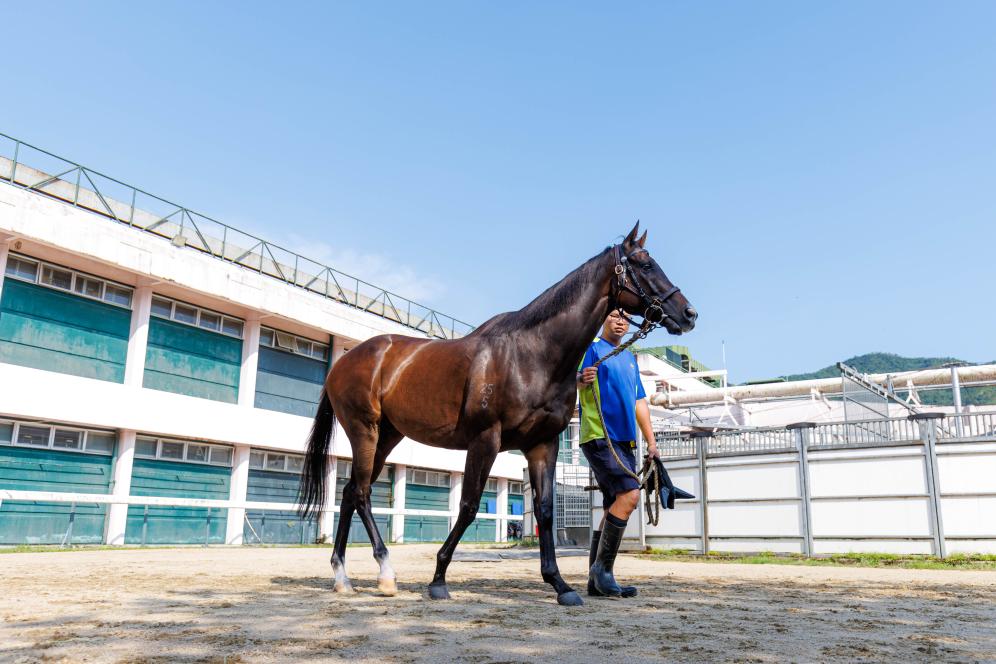 香港賽馬，77777與88888的激情碰撞，香港賽馬盛宴，激情碰撞的77777與88888對(duì)決