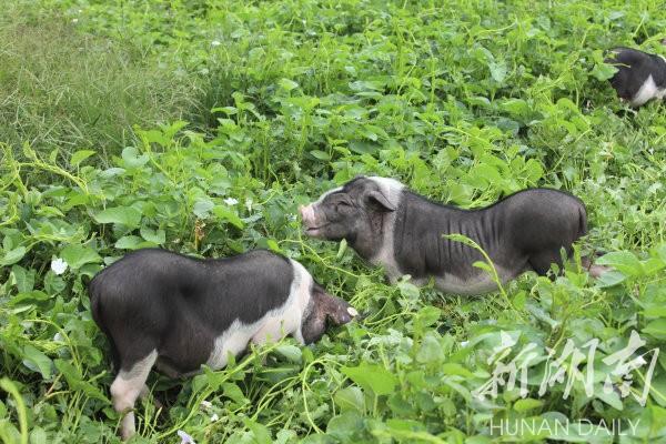 花豬王中王平特一肖，深度解析與SEO優(yōu)化策略，花豬王中王平特一肖，深度解析及SEO優(yōu)化策略探討