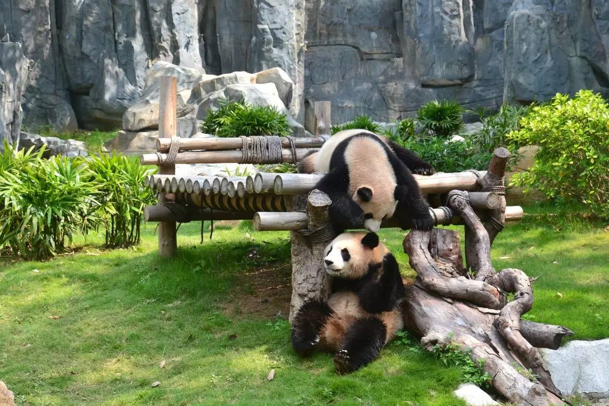 野生動(dòng)物園門(mén)票優(yōu)惠政策大揭秘，野生動(dòng)物園門(mén)票優(yōu)惠政策深度解析