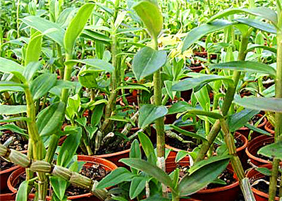 石斛價(jià)格，多少錢一斤？全面解析石斛價(jià)值，石斛價(jià)格與價(jià)值全面解析，多少錢一斤？