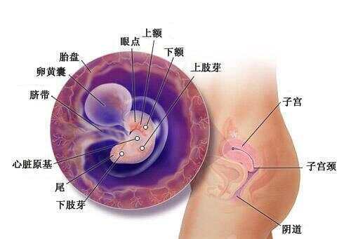 懷孕1-40周全過程圖，深入了解孕期之旅，孕期之旅，懷孕1-40周全過程圖解